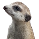 Marvellous Manouvering Meerkat