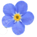 ForgetMeNot