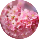 Cherry Blossom Wallpaper New Tab