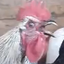 Death Metal Rooster