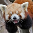 RED PANDA TV