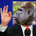 Trumps Out For Harambe